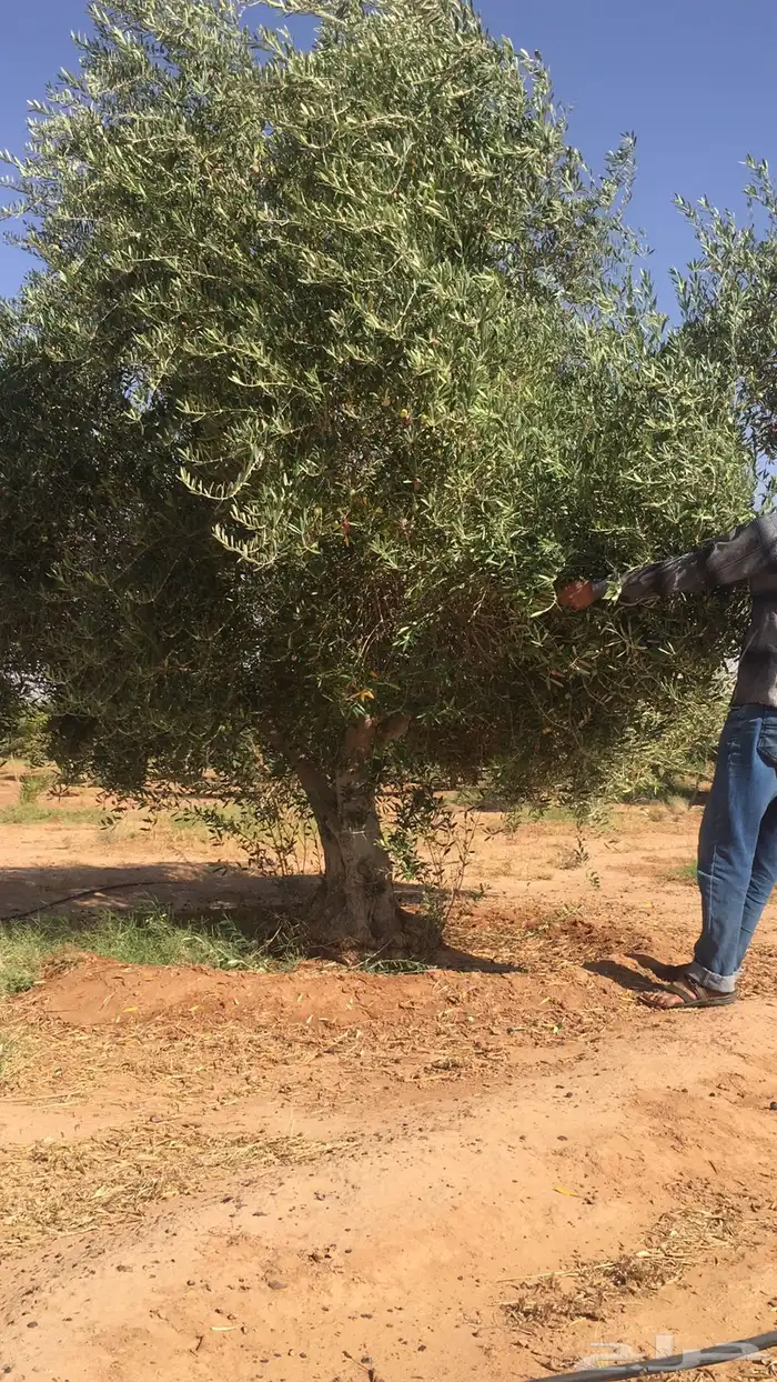 اشجار زيتون معمر نابلسي 59