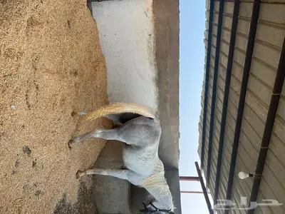 ايواء للخيل ابوعريش خلف مستشفى الملك فهد 0