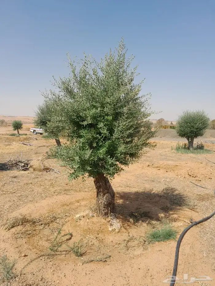 اشجار زيتون معمر نابلسي 45