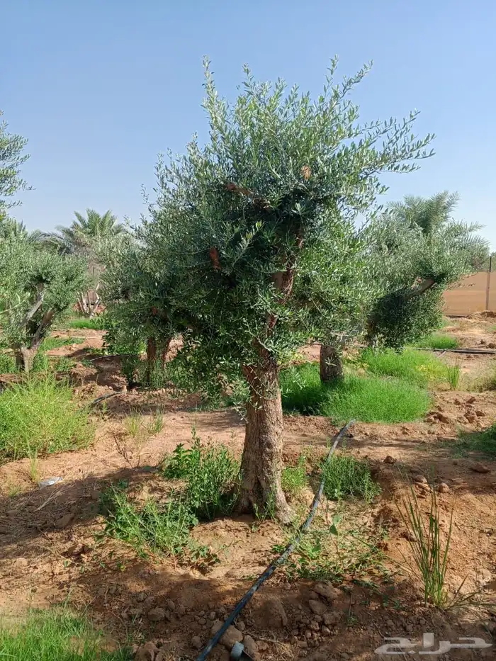 اشجار زيتون معمر نابلسي 40