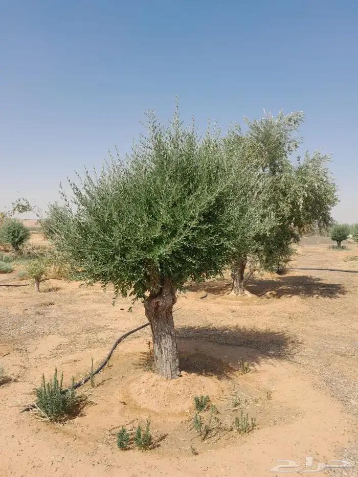 اشجار زيتون معمر نابلسي 46