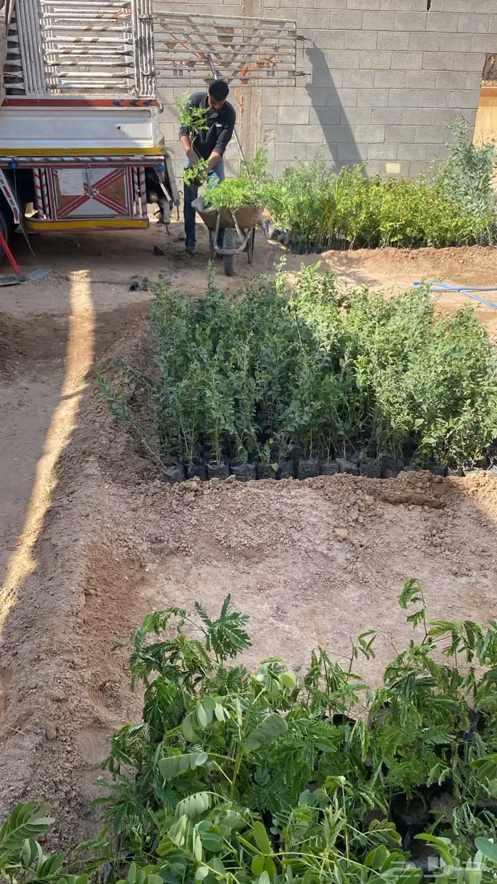 للبيع شتلات بسعر الجمله 5 و 7 ريال فقط 11