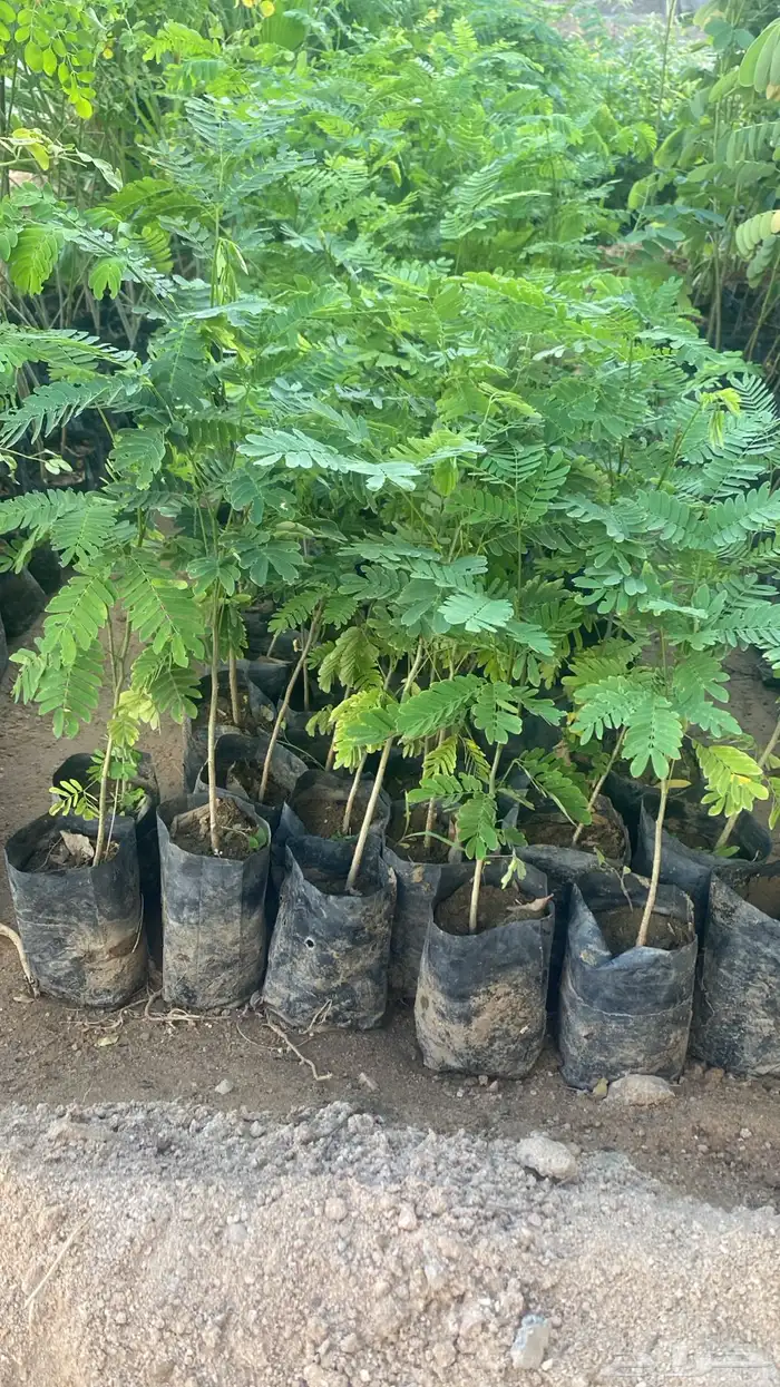 للبيع شتلات بسعر الجمله 5 و 7 ريال فقط 0