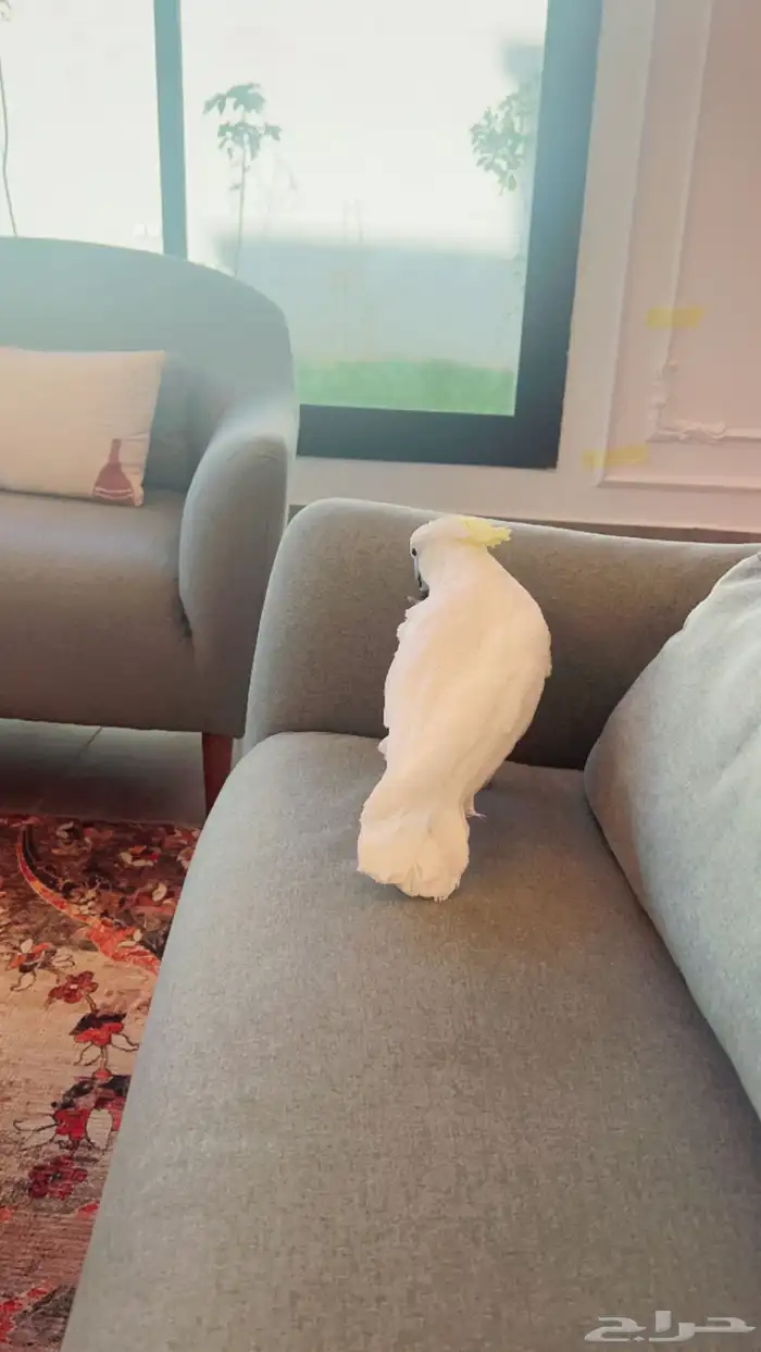 كوكاتو 2