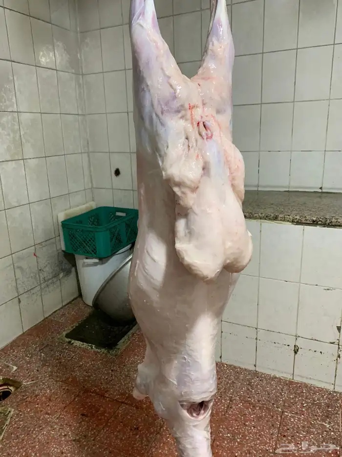 ذبايح حريه فل شحم للبيع 7