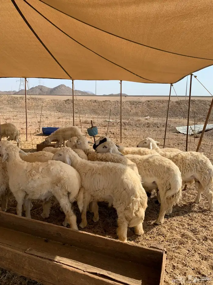 ذبايح حريه فل شحم للبيع 3