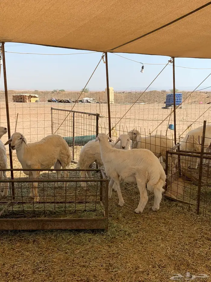 ذبايح حريه فل شحم للبيع 2
