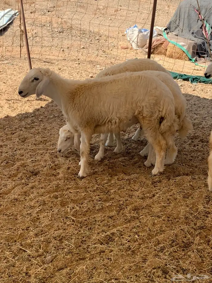 ذبايح حريه فل شحم للبيع 0