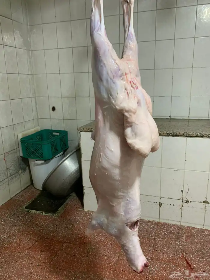 ذبايح حريه فل شحم للبيع 6