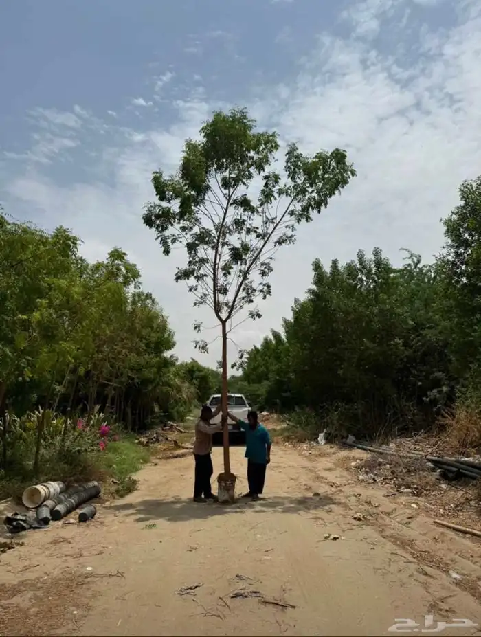 اشجار بجميع المقاسات 5