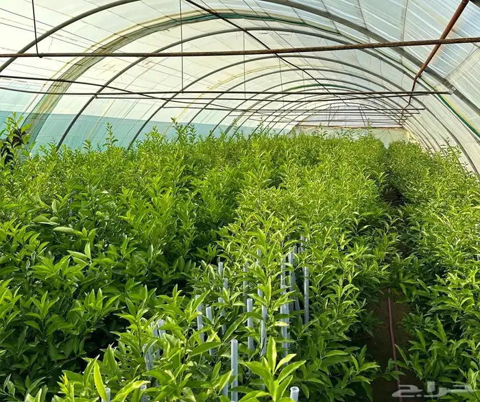 للبيع شتلات بسعر الجمله 5 و 7 ريال فقط 14