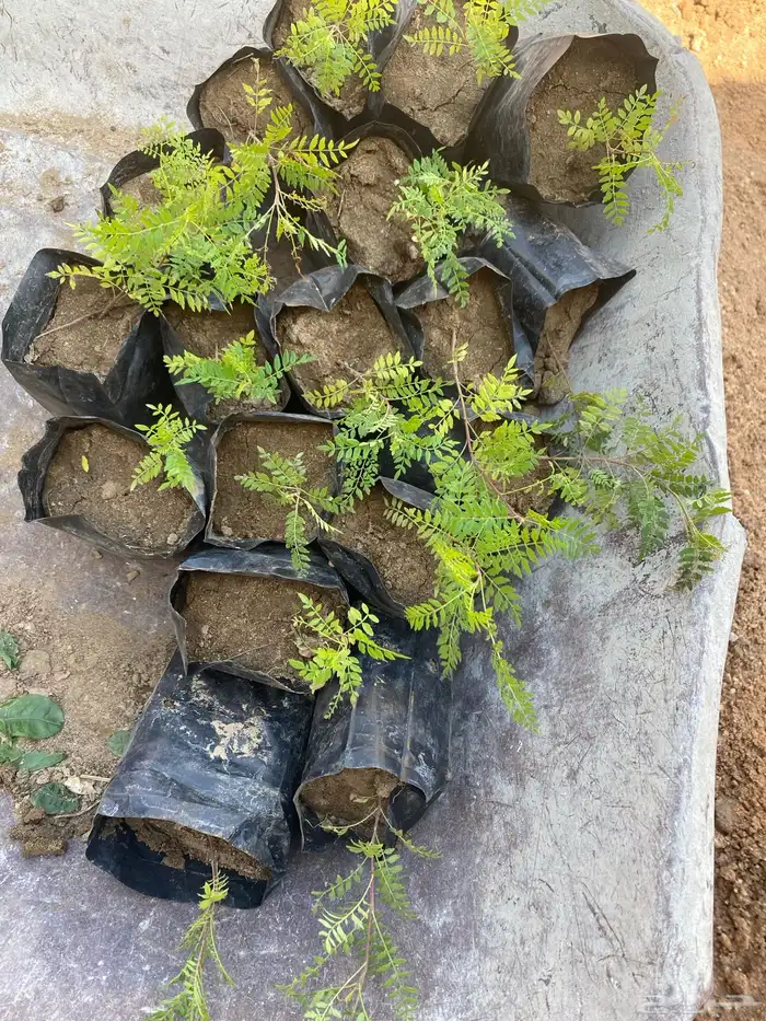 للبيع شتلات بسعر الجمله 5 و 7 ريال فقط 12