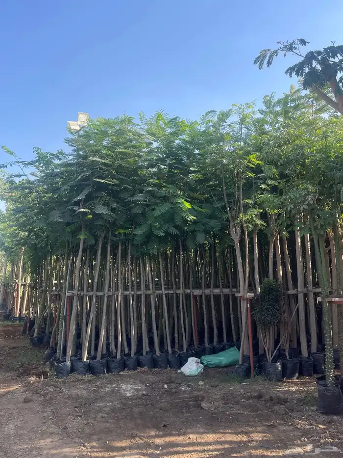 اشجار بجميع المقاسات 2