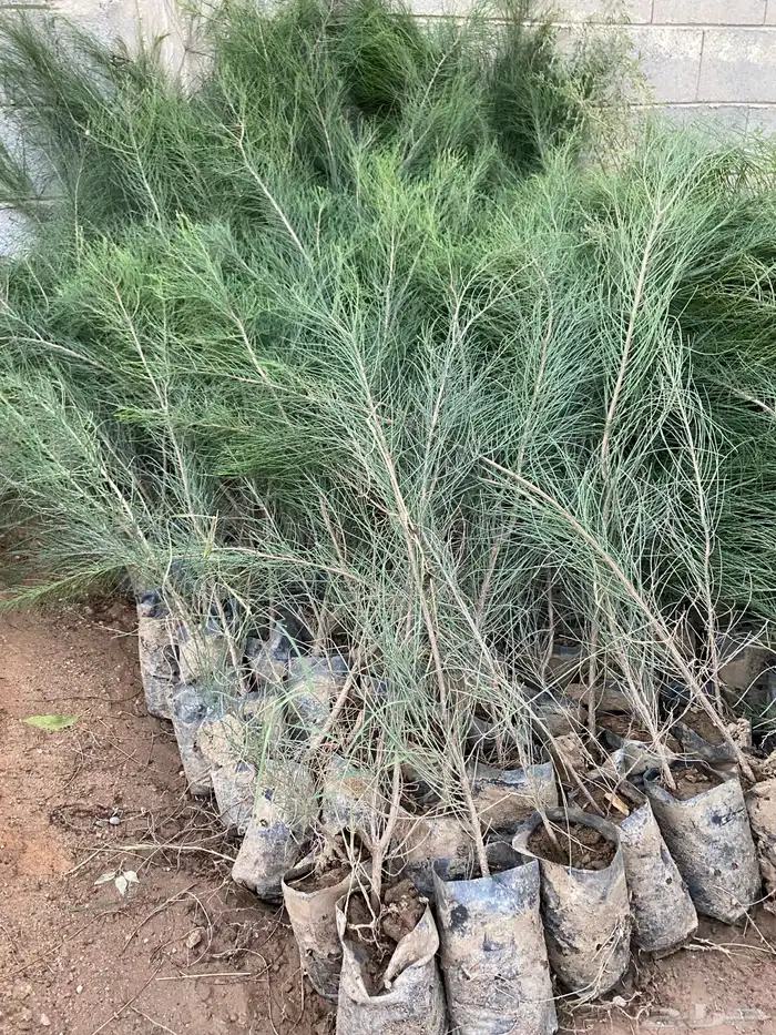 للبيع شتلات بسعر الجمله 5 و 7 ريال فقط 4