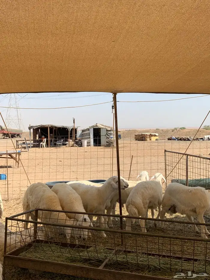 ذبايح حري للبيع طليان رخال نوفر ذبائح مناسبات 2