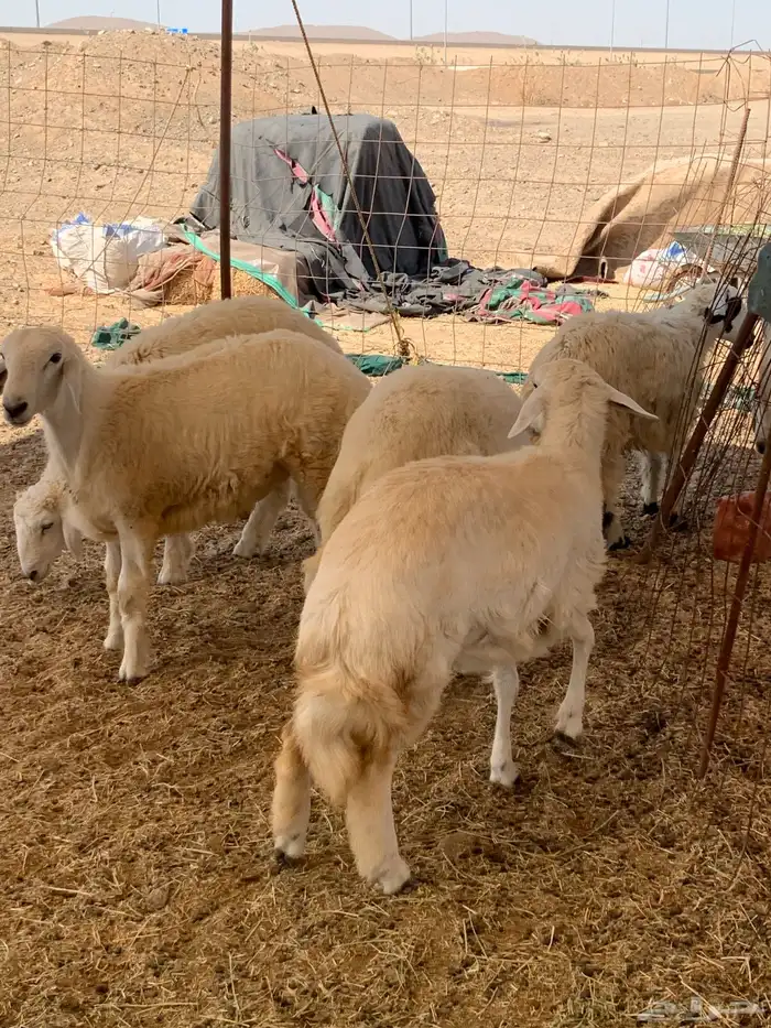 ذبايح حري للبيع طليان رخال نوفر ذبائح مناسبات 4