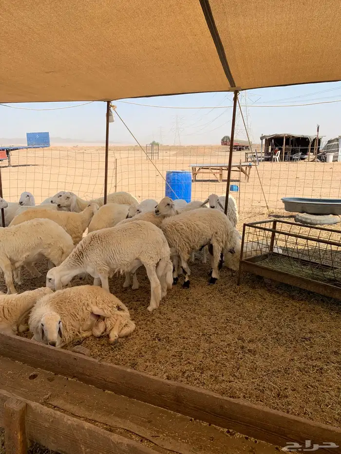 ذبايح حري للبيع طليان رخال نوفر ذبائح مناسبات 3