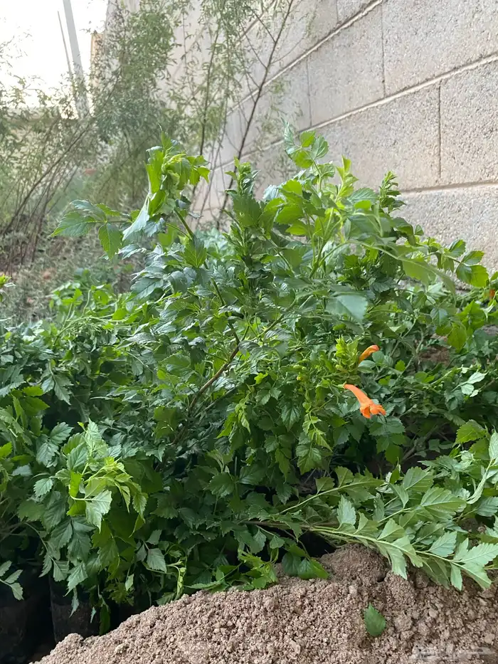 للبيع شتلات بسعر الجمله 5 و 7 ريال فقط 3