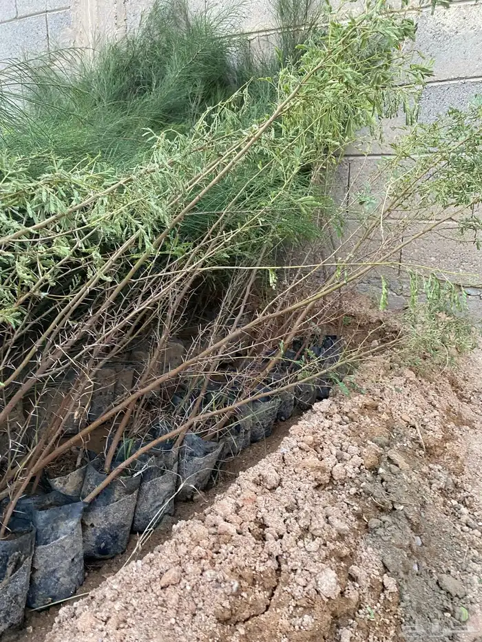 للبيع شتلات بسعر الجمله 5 و 7 ريال فقط 5