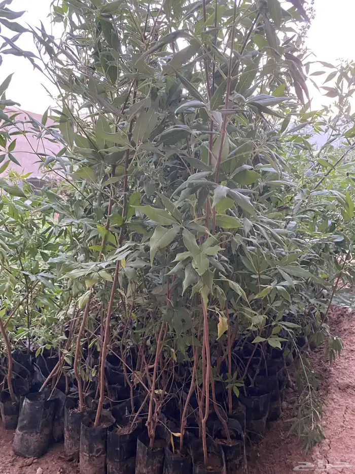 للبيع شتلات بسعر الجمله 5 و 7 ريال فقط 2