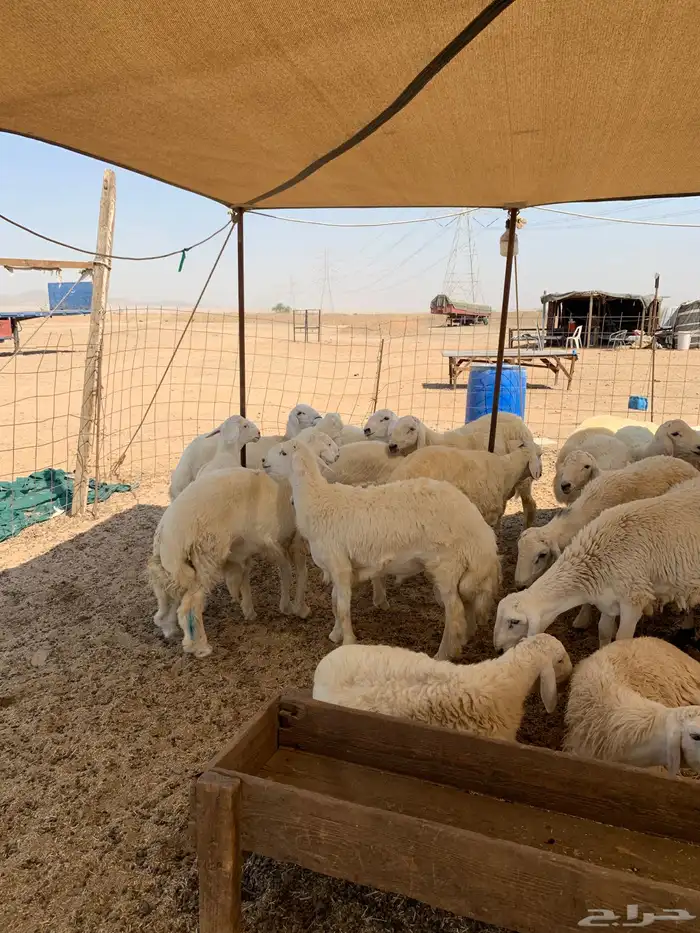 ذبايح حري للبيع طليان رخال نوفر ذبائح مناسبات 1