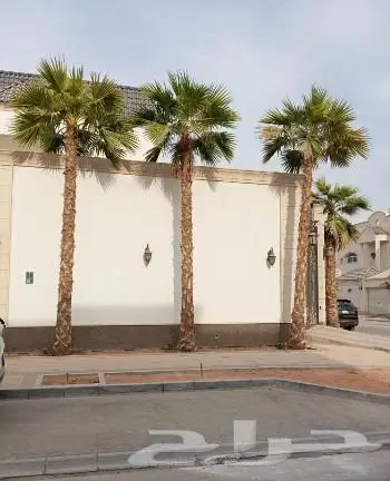 نخل واشنطني زينه توريد وزراعة 0