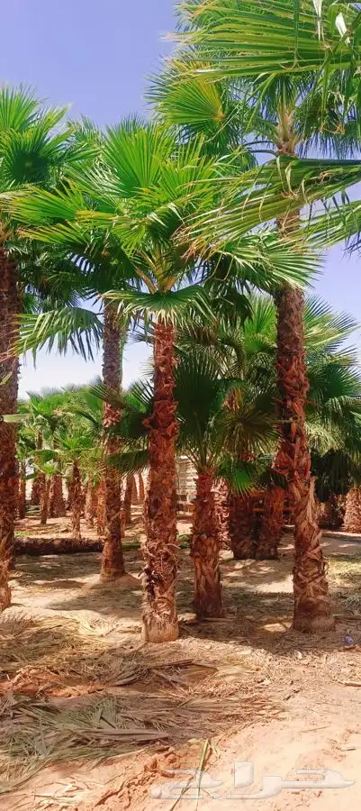 نخل واشنطني زينه للبيع 8