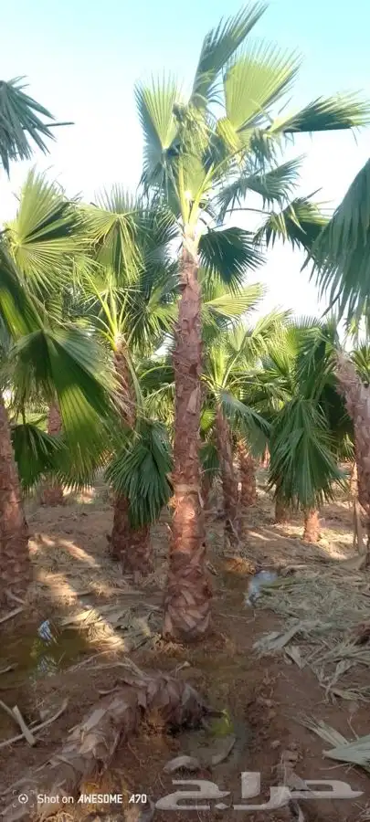 نخل واشنطني زينه للبيع 9