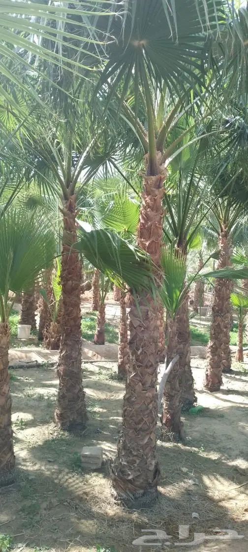 نخل واشنطني زينه توريد وزراعة 16