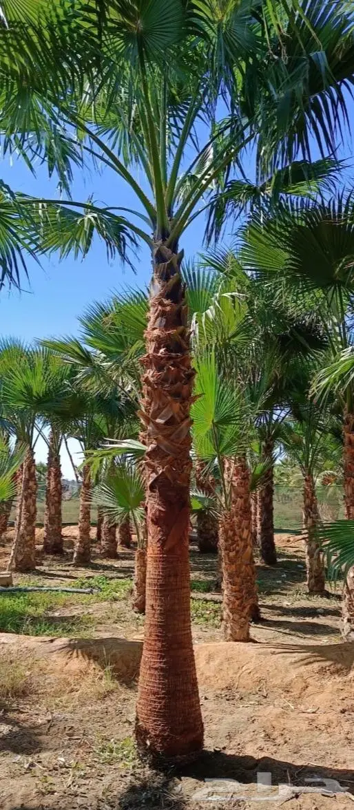 نخل واشنطني زينه توريد وزراعة 17