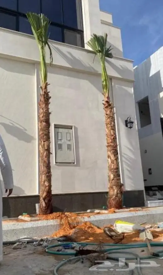 نخل واشنطني زينه توريد وزراعة 2