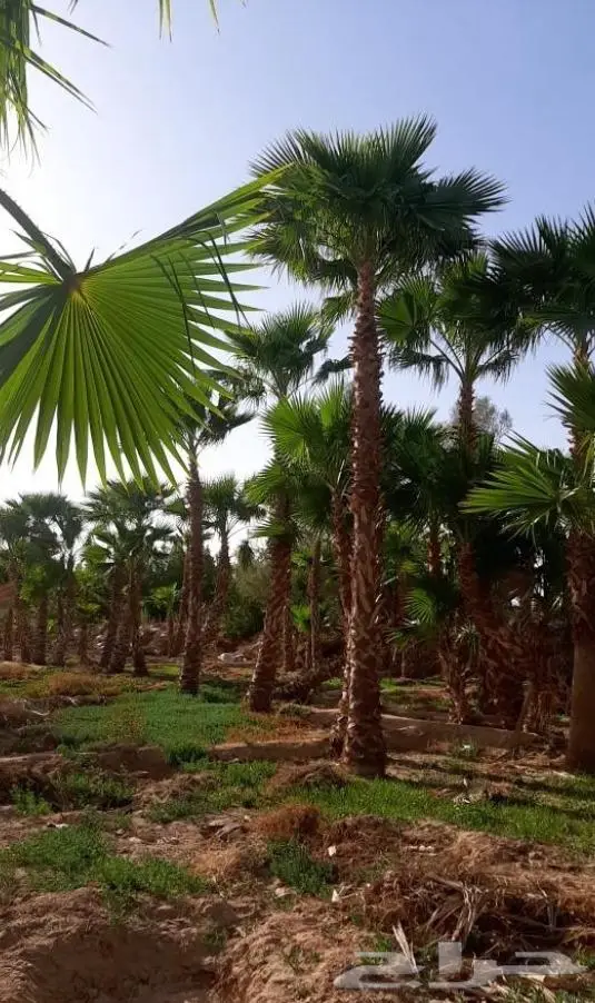 نخل واشنطني زينه توريد وزراعة 9