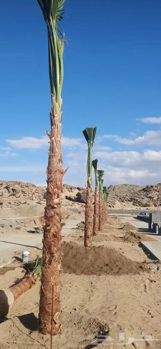 نخل واشنطني زينه توريد وزراعة 7