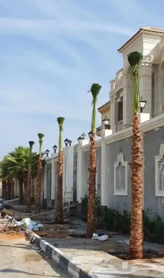 نخل واشنطني زينه توريد وزراعة 3