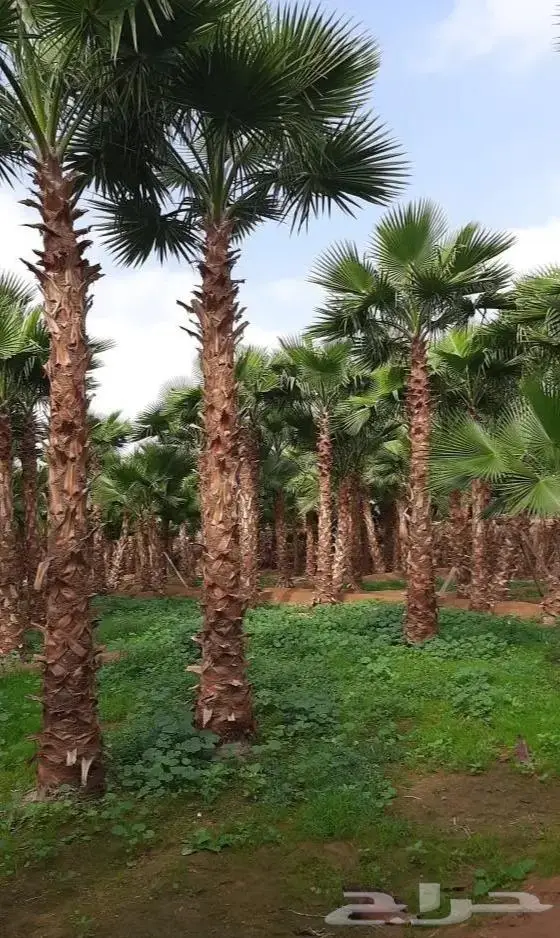 نخل واشنطني زينه توريد وزراعة 13