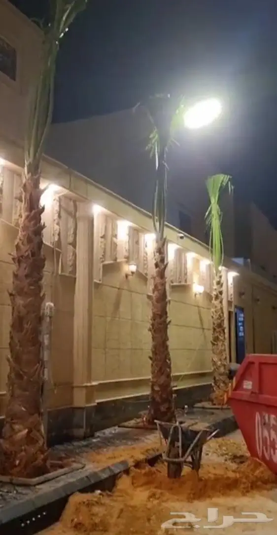 نخل واشنطني زينه توريد وزراعة 6