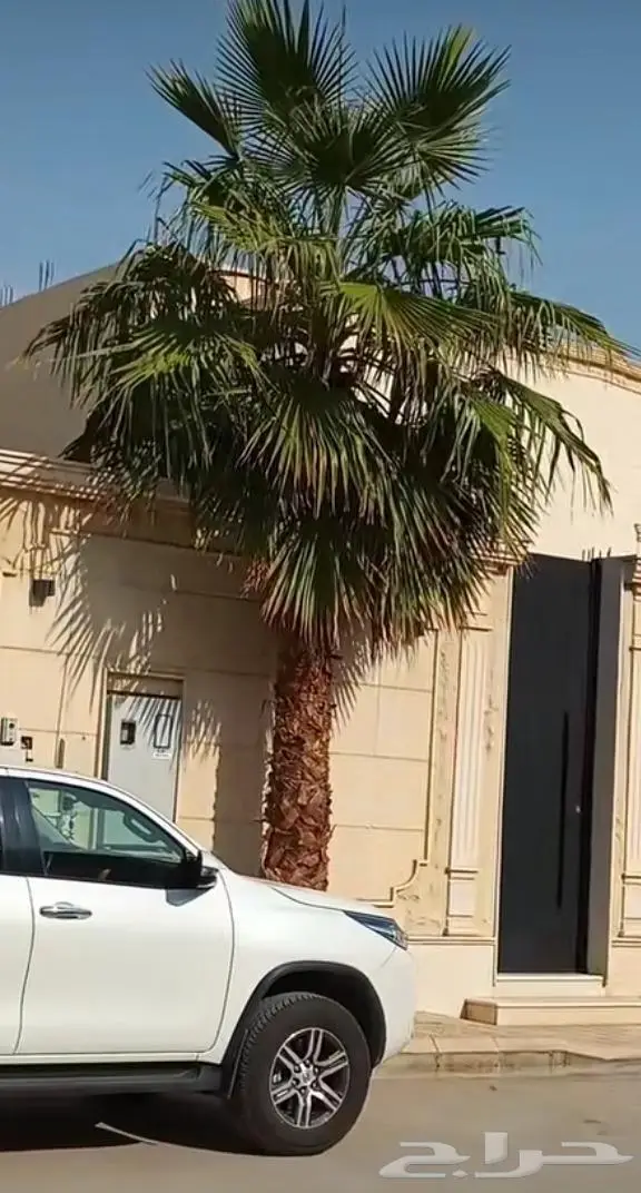 نخل واشنطني زينه توريد وزراعة 10