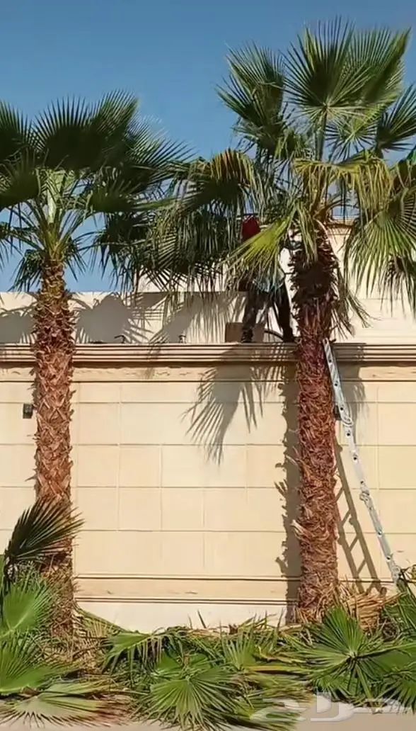 نخل واشنطني زينه توريد وزراعة 11