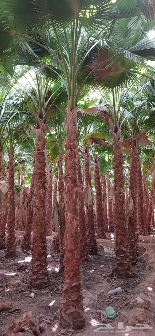 نخل واشنطني زينه توريد وزراعة 22