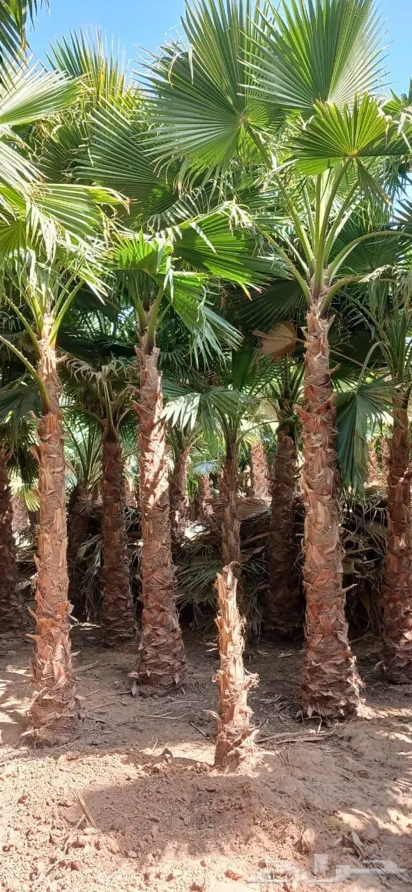 نخل واشنطني زينه توريد وزراعة 23