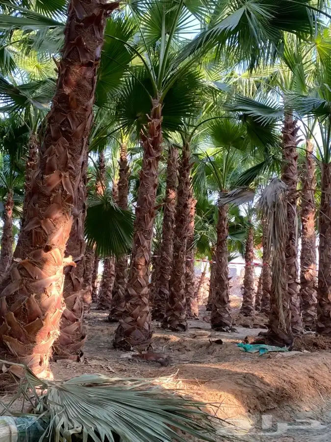 نخل واشنطني زينه للبيع 1