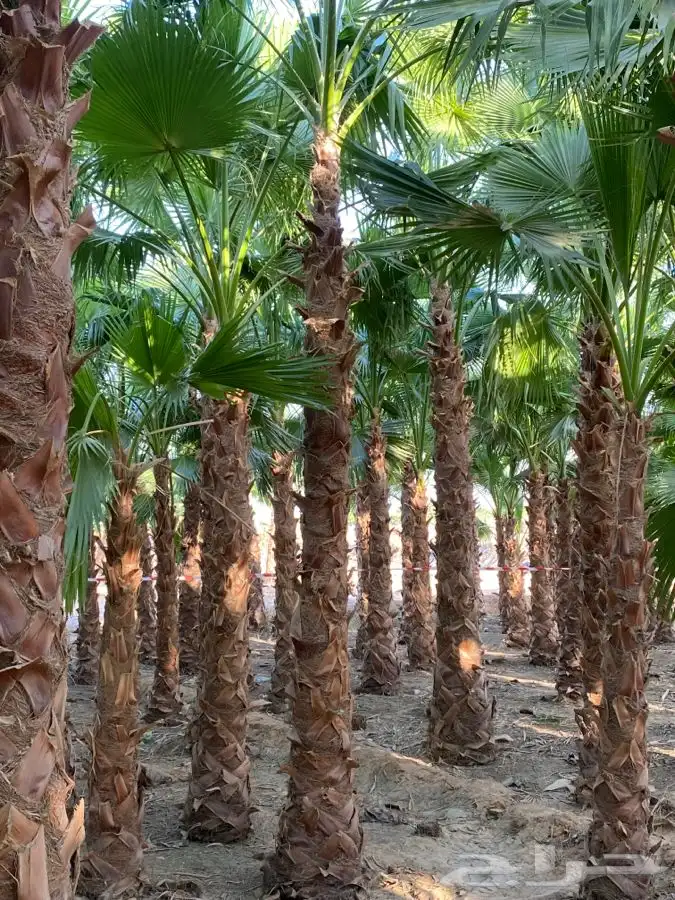 نخل واشنطني زينه للبيع 2