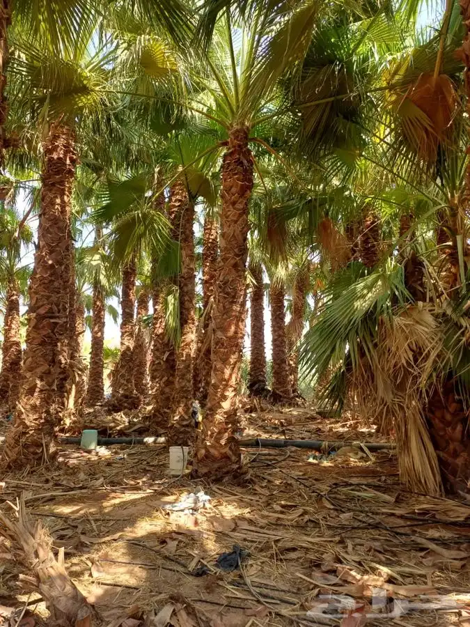 نخل واشنطني زينه للبيع 6