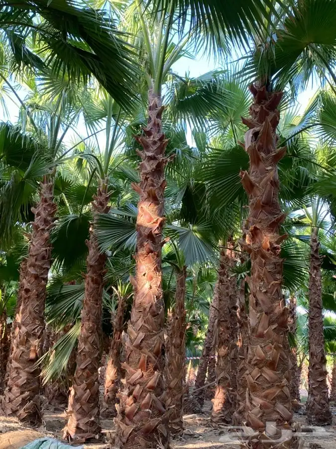 نخل واشنطني زينه للبيع 4