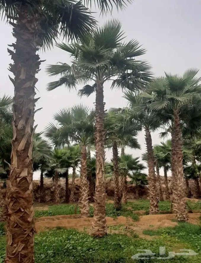 نخل واشنطني زينه توريد وزراعة 12