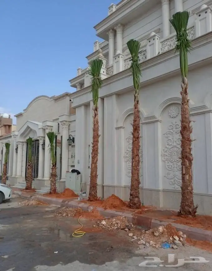 نخل واشنطني زينه توريد وزراعة 8