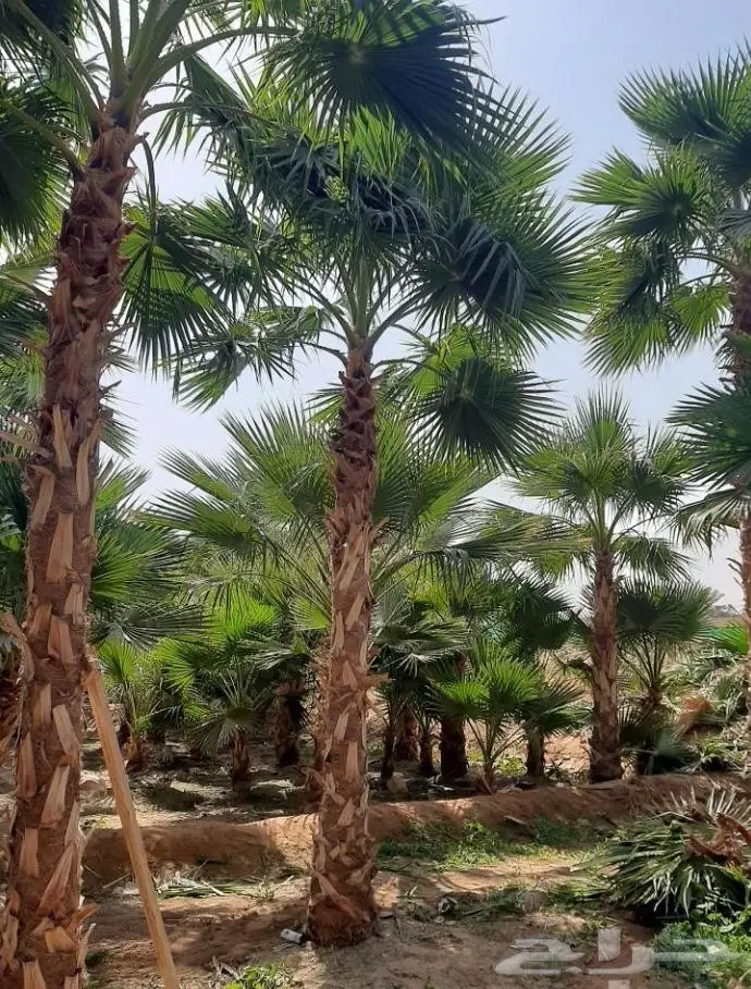 نخل واشنطني زينه توريد وزراعة 18