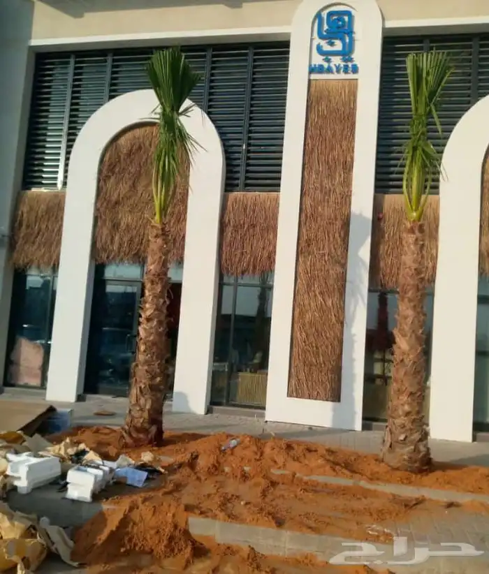 نخل واشنطني زينه للبيع 12