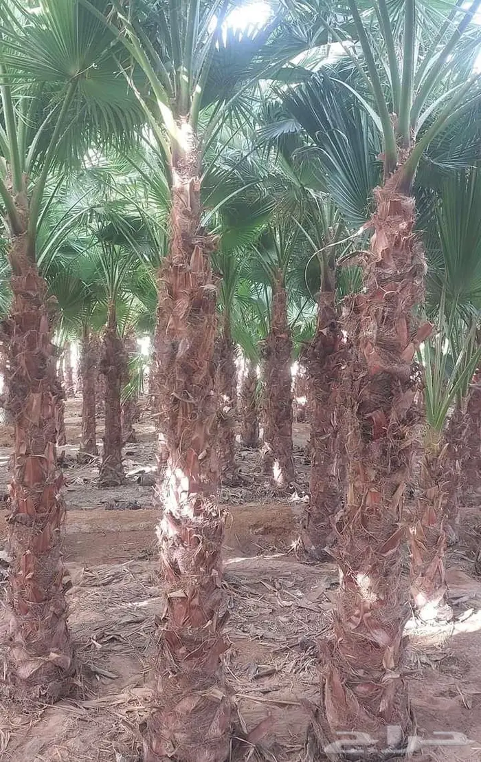 نخل واشنطني زينه توريد وزراعة 21