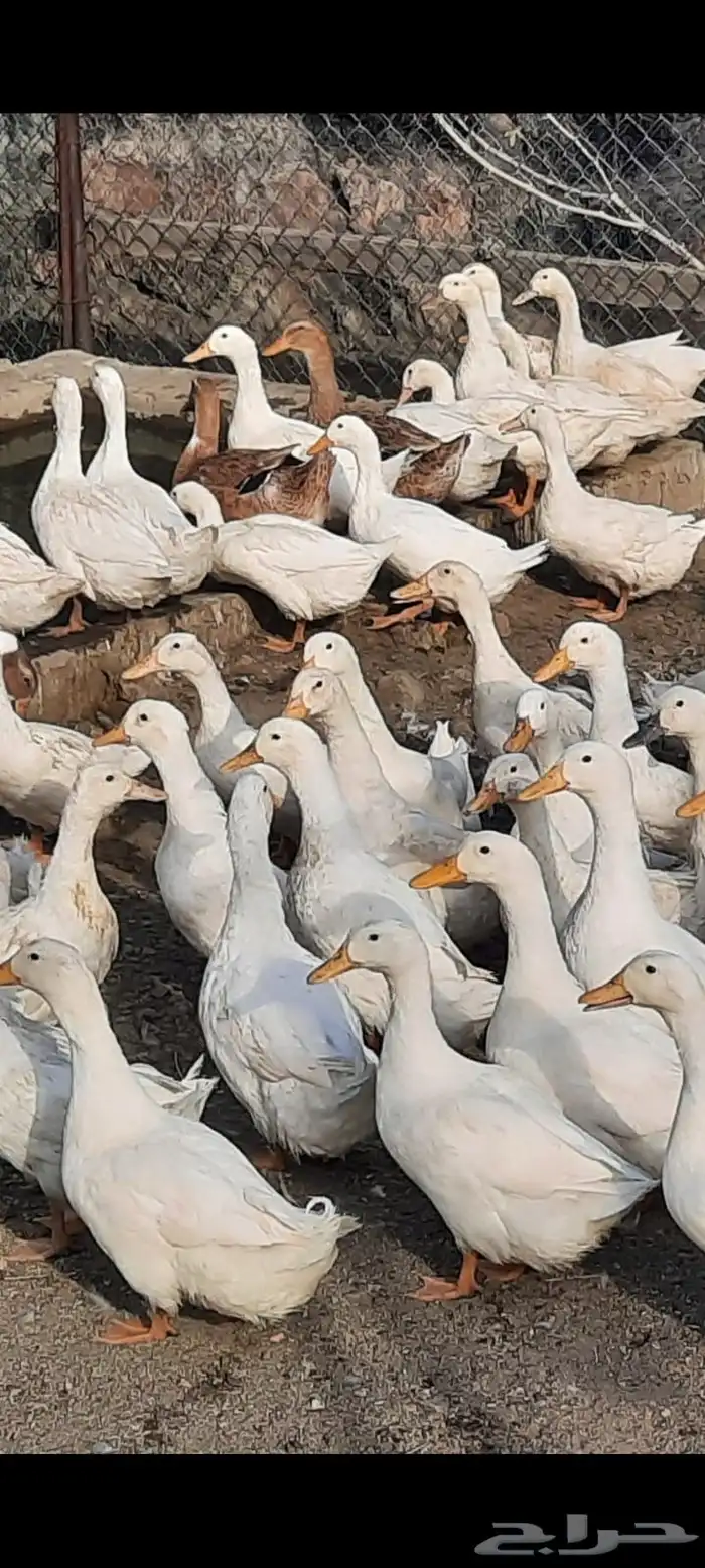 مزرعة للطيور ( حمام - بط - أرانب ) بيع كامل الكمية 4